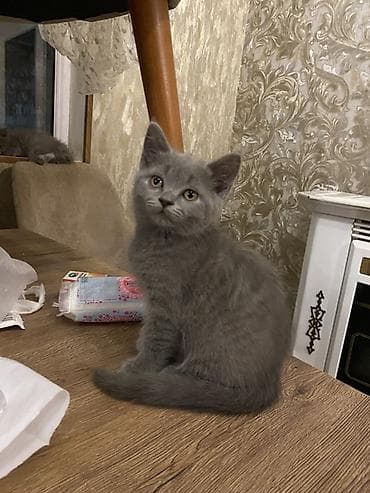 at balası: Erkək — 8