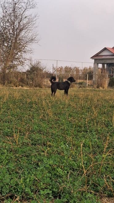 alman coban iti: Qurdbasar, 1 il, Erkek, Peyvəndli, Ünvandan götürmə, Ödənişli çatdırılma, Rayonlara çatdırılma — 3