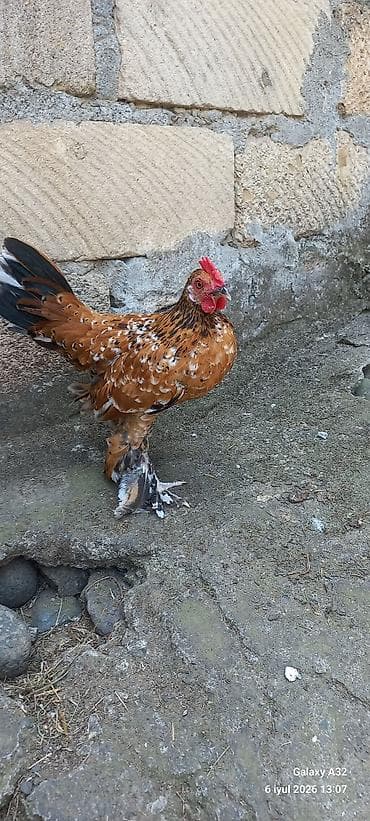 barter toyug: Toyuq, Damazlıq — 8