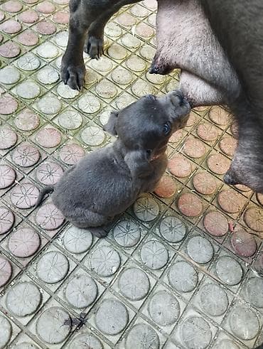 xususi heyvan adlari: Kane-Korso, 1 ay, Dişi, Peyvəndli — 6