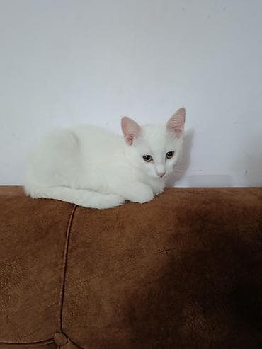 Yaxşı əllərə