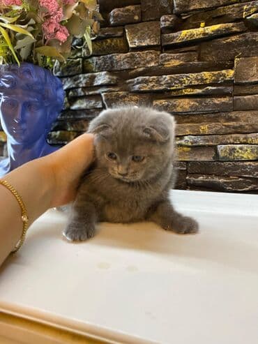 мейн кун купить в баку: Şotland, Dişi, Yaxşı əllərə, Ünvandan götürmə — 2