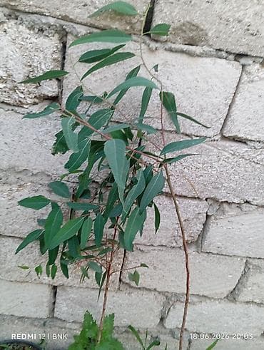 Bitkilər: Ekalipt (Eucalyptus) fidanları – qara plastik qablarda əkilmiş — 4