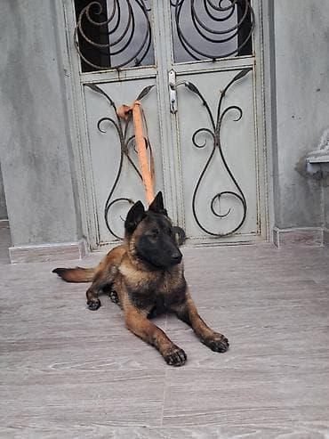 itlərin sekisi: Belçika çoban iti, 6 ay, Erkek, Peyvəndli, Ünvandan götürmə — 1