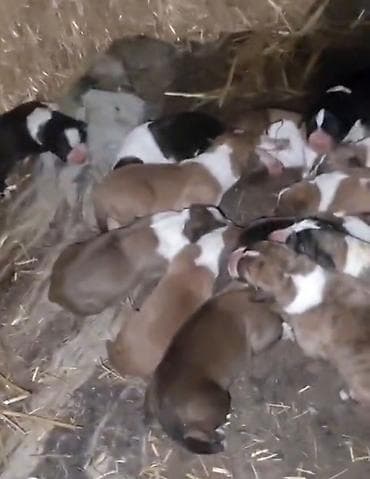 alabay iti satisi: Alabay, Dişi — 6