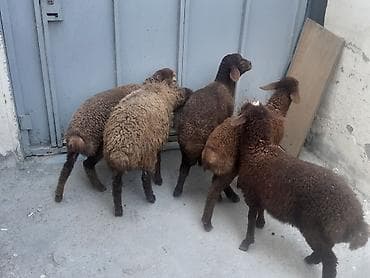 4 dişi 1 erkək sağlam quzulardı 3 aylığdılar real alıcılar əlaqə — 2