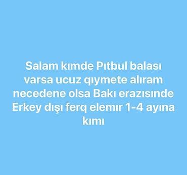 Pitbul, 3 ay lalafo.az -da Pitbul, 3 ay