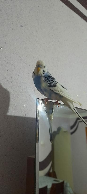 en gozel itler: Ələ öyrəşmiş quşdu fikri ciddi olan vatcapa yazsin sumqayìt — 5