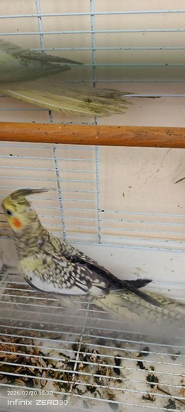 Balıqlar: Korella (Cockatiel) tutuquşuları – yemə düşmüş balalar - Sayı: 3 ədəd — 2