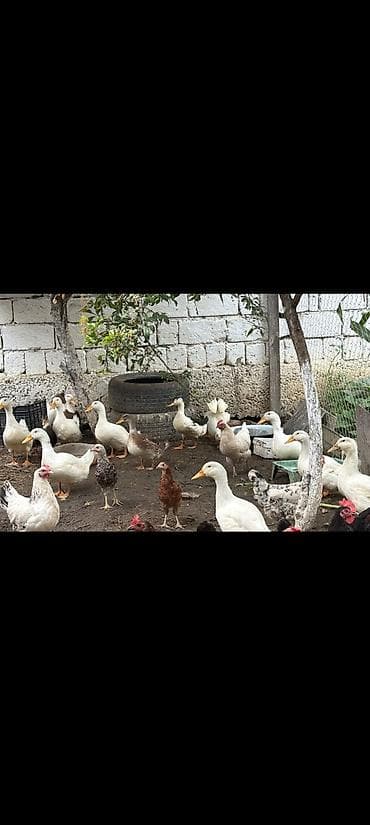 mandarin ördek: 10 12 ədəddir real alıcılar əlaqə saxlasın ünvan Masazır — 1