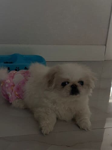 balonka türkçe ne demek: Pekines, 3 ay, Erkek — 1