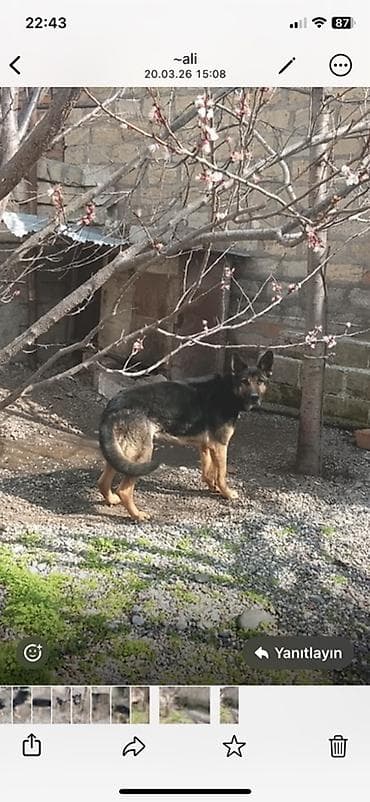 Heyvanlar üçün mallar: Alman çoban iti, 1 il — 4