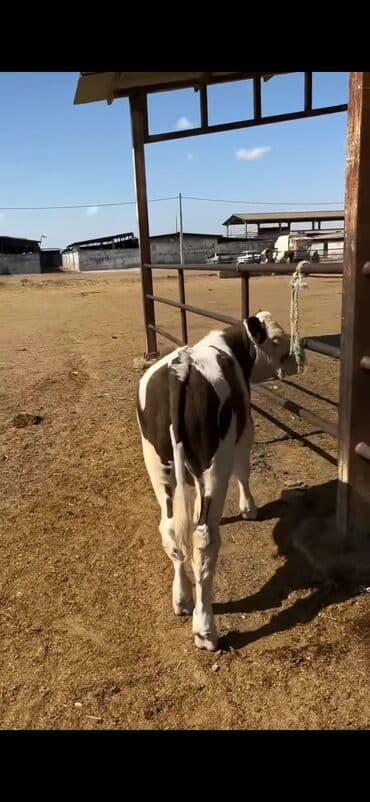 simental inekler satilir: Simental tipli buzov – ətlik-südlük istiqamətli - Rəng: qəhvəyi-ağ — 4