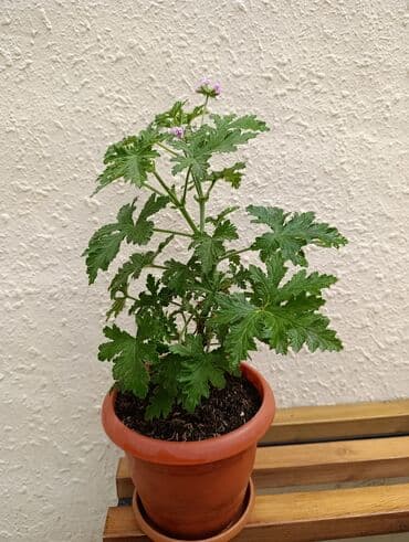 Ətirşah hazır dipçəkde əkilib hər bir baxım olunub ölçüyə görə qiymət