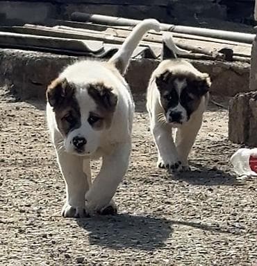 bala keçi: Alabay — 5