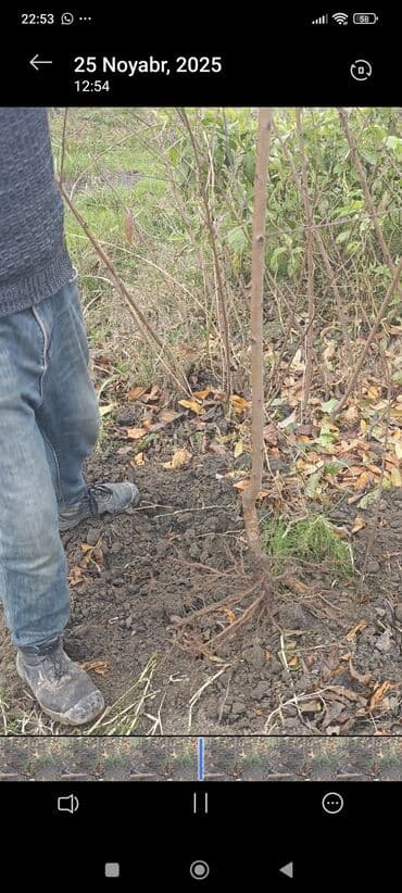 son zeng hediyyeleri: Şaftalı tingləri yerli növ .ariyən 5 cür fedayi növleri zolotoy ve — 2