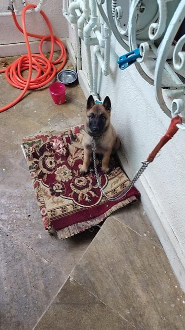 belçika afçarkasi: Belçika çoban iti — 1