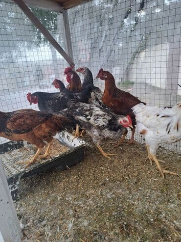 cins inekler: Курица, Для мяса — 4