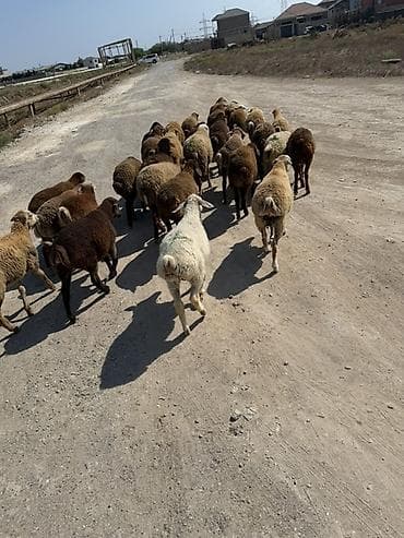 etlik: Salam aleyküm kom 235 tek tek 220 den 260 m kimi deyişi 30 quzdu 3 — 6