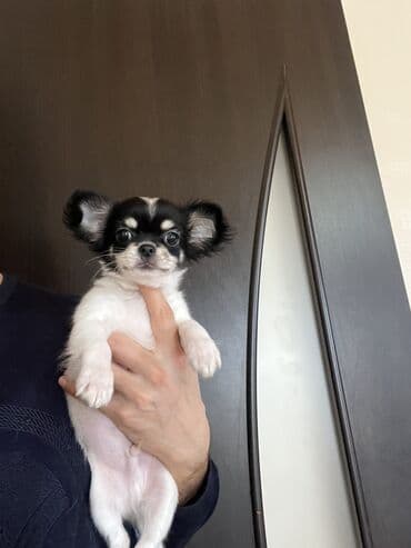 сколько стоят собаки: Чихуахуа, 2 месяца, Самец, С прививками — 4