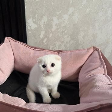 it adlari 2020: Amerikan Shorthair, Dişi, Erkək, Yaxşı əllərə, Ödənişli çatdırılma, Ünvandan götürmə, Rayonlara çatdırılma — 2