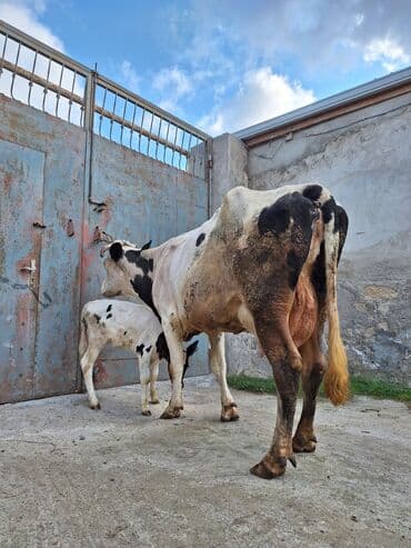 inək satşı: 15 litir süd verir 3 qarına doğub 25 gündü doğub balası dişdi — 4