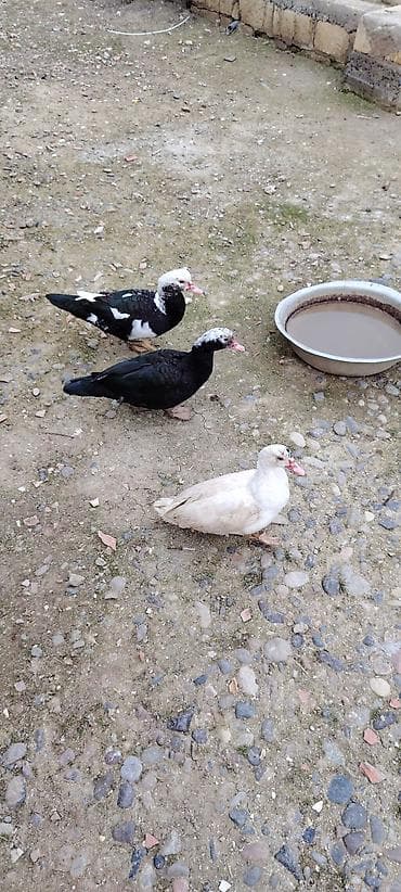 Gəmiricilər: 3 fərə lal ördek satlr — 2