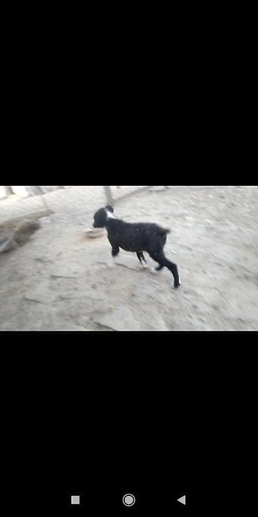 it sekilleri afcarka: Alabay — 2