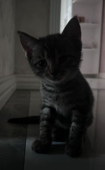 отдам в добрые руки котенка: Erkək, Yaxşı əllərə — 2