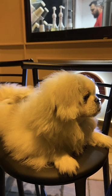 Pekines, 5 ay, Erkek, Peyvəndli, Pulsuz çatdırılma