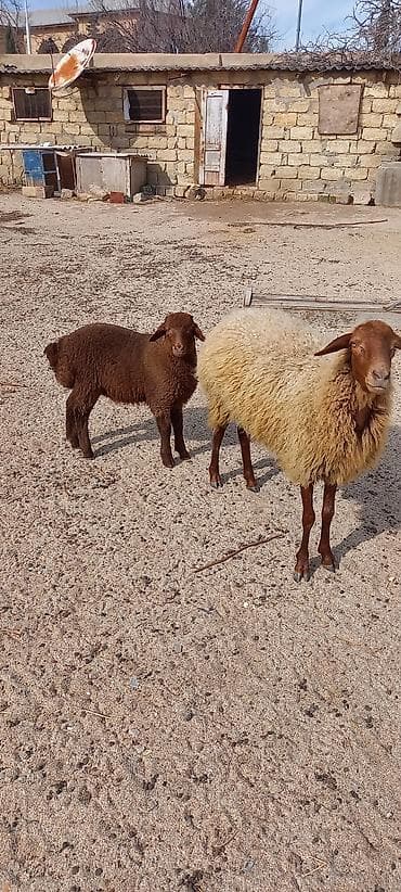 Dişi, il: 2, 8 kq, Damazlıq, Ünvandan götürmə