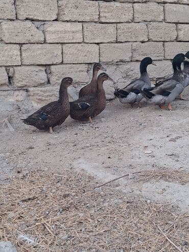 ruan ordək: Salam temiz qan ruan ordekleridi 7eded 1ilik ve 7eded 6 ayliq — 3