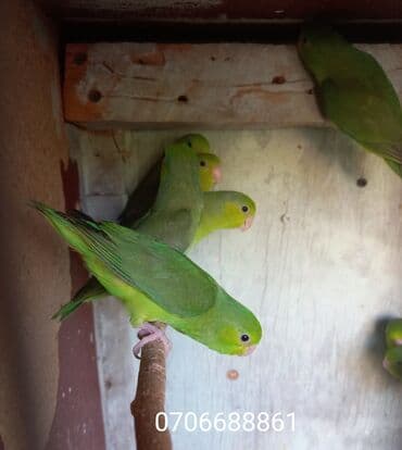 попугай ара цена: Forpus tutuquşu 1 ədədi 40 cütü 80 manata tərqizmə quşlardı — 2