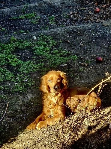 Akvariumlar: Koker spaniyel, 1 il, Erkek, Peyvəndli — 1