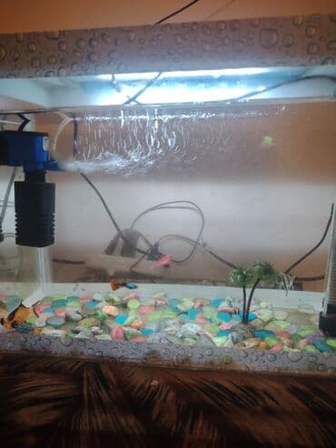 gencede it satisi: Baliqlar $ - Şüşə akvaryum, üst qapaqlı dizayn (qapaqda damcı naxışlı — 2