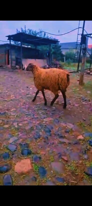 Yemlər: Super damazlıq cavan toğlu 65 kq diri çəkisi cəlilabad da adla — 3