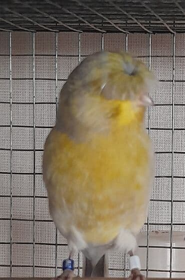 большая клетка для попугая: Satılır: Qloster Bülbül sortu. - Növ: xəzəl başlı (toppuz başlı) — 1