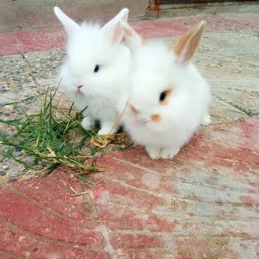 ereb dovşanı: Holland lop dovşanlar 3 böyük 2 bala. balanın biri 15azn böyüyün — 7