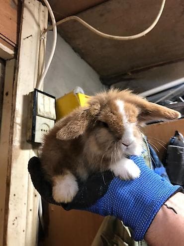 Heyvanlar: 4 eded Qulaqi Sallag dekorativ karlik dovsan evde saxlamali — 9