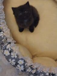 pişik sortlari: Şotland, Erkək, Dişi, Yaxşı əllərə, Pulsuz çatdırılma, Ödənişli çatdırılma — 10