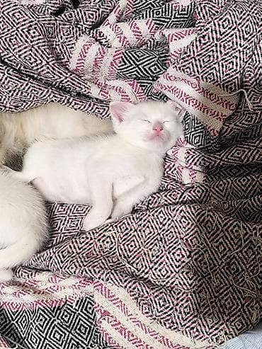 misir pişiyi: Van, Yaxşı əllərə, Ünvandan götürmə — 2