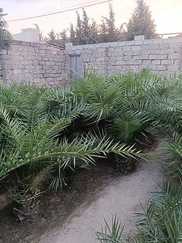 Саженцы растений: Qiymət razıkaşma yolu ile dir
Vatsap aktivdir — 3