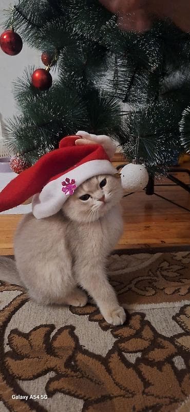 Pişiklər: Şotland — 1