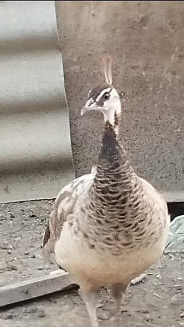 goyercin berde type 0: Məhsul: Tovuz quşu (dişi) Təsvir: - Növ: Pavo cristatus (hind — 3