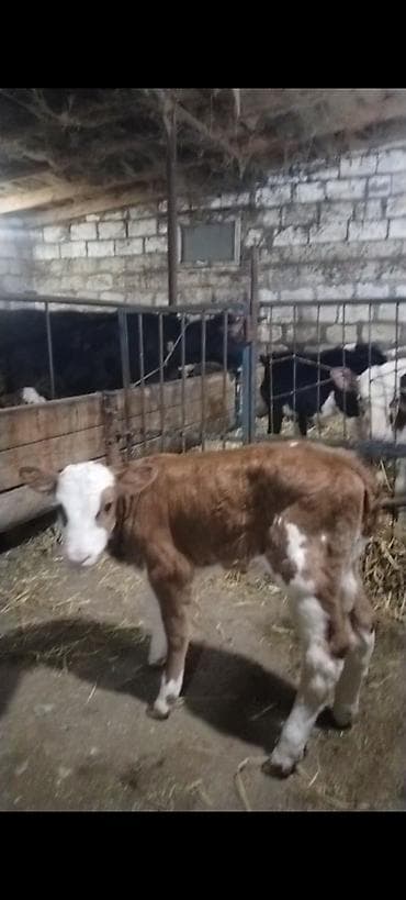 Yemlər: ÜNVAN AĞDAM RAYONU KİME LAZIM. OLSA ELAQE SAXLASIN QİYMED BUZOVA GORE — 4