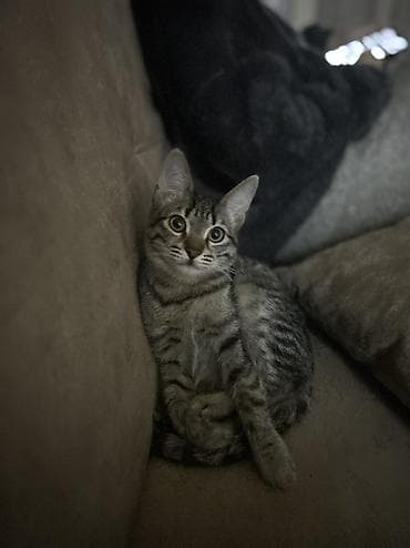 bala afcarka: Tabbi, Erkək, Yaxşı əllərə — 2