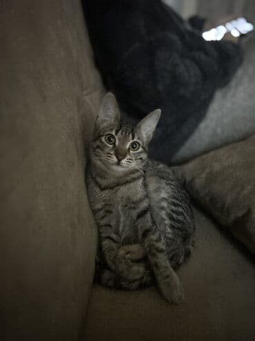 Tabbi, Erkək, Yaxşı əllərə, Pulsuz çatdırılma