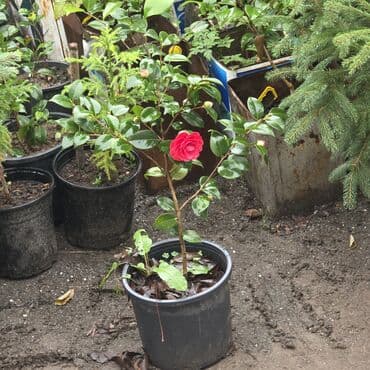 sabun gül buketi: Kameliya qarişiq rənglər — 1