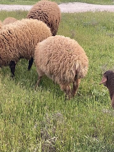 coban itleri haqqinda melumat: Qoyun sürüsü – ət və yun istiqamətli - Cins: yerli tip, uzun və sıx — 2