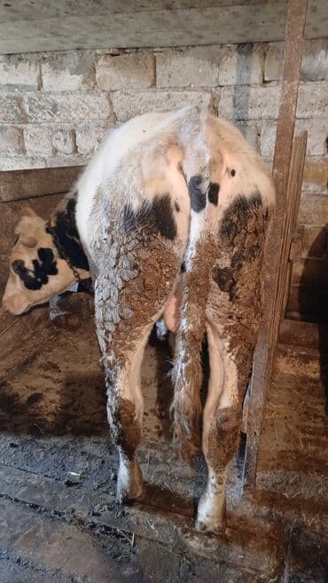 bakida cins ineklerin satisi: Dana, buzov, Erkək, ay: 10, 150 kq, Damazlıq, Ünvandan götürmə — 2